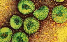 Coronavirus 