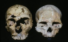 Neanderthal and Human Skull