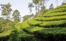 Genetic Basis Of Tea Tree Plants’ Flavors Revealed