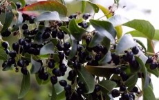 Low-Cost Solar Cells Using Jamun Fruit