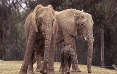 Baby Elephant Joins Herd At Wild Animal Park