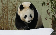 Rare Giant Twin Pandas Born at Wolong Nature Reserve, China