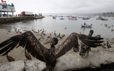 Fossilized Remains of Giant Pelican Unearthed in Peru