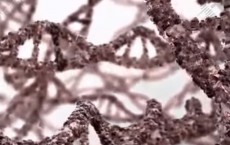 Reversing Aging By Repairing Telomeres In Our DNA