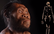 New Human Ancestor Discovered: Homo naledi