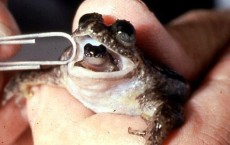 Gastric-Breeding Frog