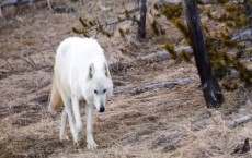 Rare White Wolf In Yellowstone Park