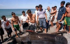 Sonar Mapping Blamed For Mass Stranding of Melon-Headed Whales in Madagascar