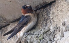 Cliff Swallow