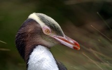 A Yellow-Eyed Penguin On Enderby Island In The Sub