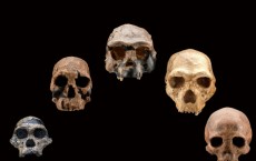 Five fossil human skulls