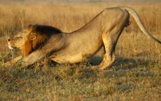 Male Lions Adopt Ambush Style Hunting: Study