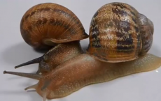 Shell shocked Rare snail loses out in love triangle