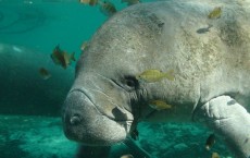  A Large Manatee Spotted in the Appomattox River 