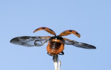 Hot Summer Sees Sharp Rise In Harlequin Ladybird Numbers