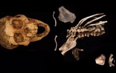 Origins Of The Human Spine: They Have Been Found In A Fossil Of 3.3 Million Years