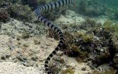 Scientists Uncover How Sea Snakes Develop Shrunken Head