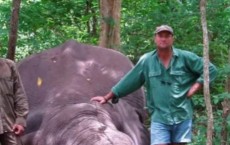 South African Hunter Crushed To Death By Elephant