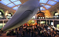 The American Museum Of Natural History's Annual Winter Dance