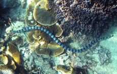 Sea Snake