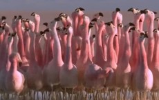 Flamingos