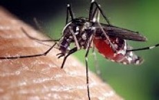 Mosquitoes Prick Skin With Six Needles To Suck Blood And Spread Diseases Like Zika