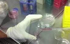 Embryonic Stem Cell Test Invittox nº113