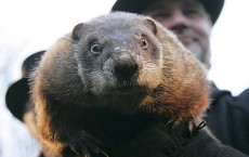 Punxsutawney Phil