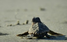 Loggerhead Sea Turtle