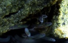 The Incredible Migratory Odyssey Of European Glass Eels