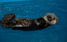 Rescued Sea Otter Moves Into Monterey Bay Aquarium