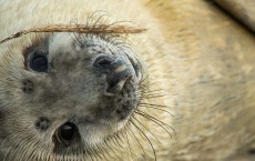 Seal Pup Season Continues At Donna Nook Reserve