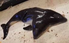 Two-Headed Porpoise