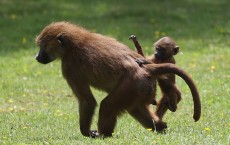 The New Arrivals At Port Lympne Wild Animal Park