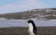 The Latest Threat To Antarctica: An Insect And Plant Invasion