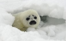 Harp Seal Pup