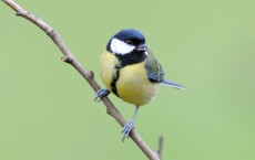 Great Tit