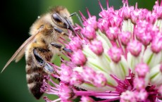 Bee on clover