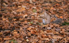 Dead leaves, live squirrel