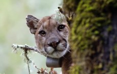 Scientists Discover Something Surprising About Mountain Lions