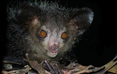 Aye-Aye