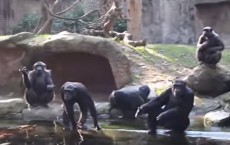 Funny Chimps, So Human-Like