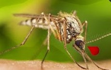 Why Are Mosquitoes So Good At Carrying Disease?