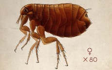 Plague flea