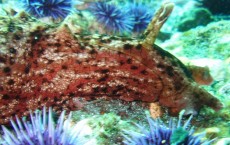 Sea Hare