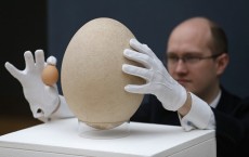 Elephant Bird Egg