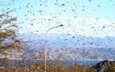 Locust Swarm