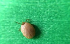 This is an engorged deer tick, or Ixodes scapularis, a species of tick that can transmit Lyme disease.