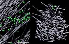 Actin Assembly in the Cell