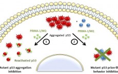 PRIMA-1 Effects 